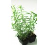 Естрагон / Тархун (30 шт.) / Artemisia Dracunculus